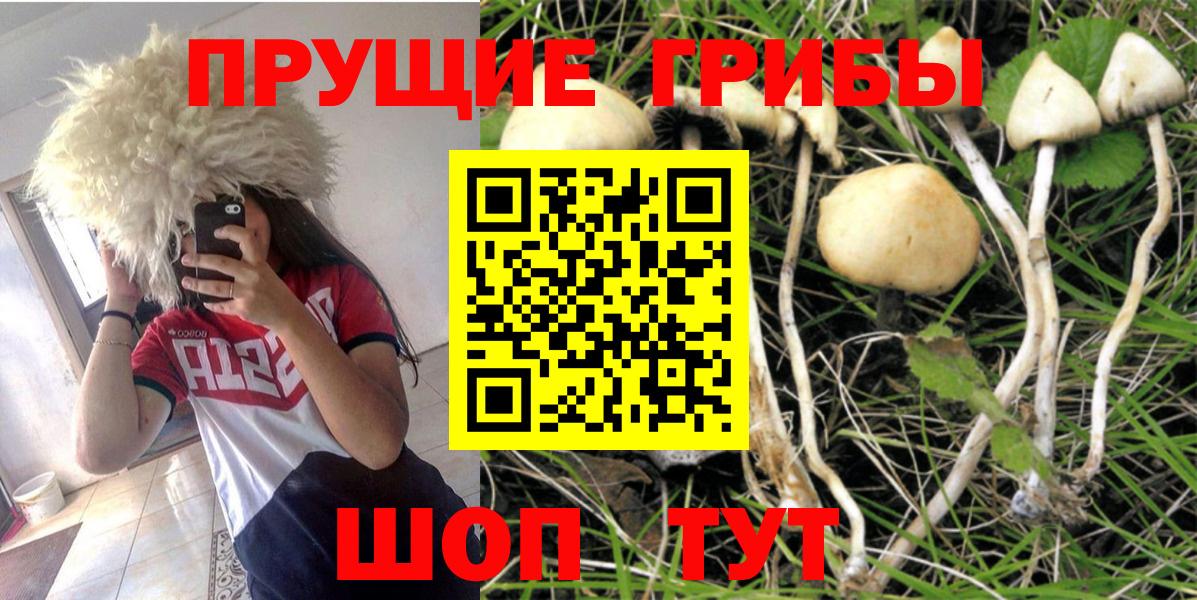 Лесной  Псилоцибиновые грибы мухоморы  Псилоцибиновые грибы Psilocybe  Вход с VPN 